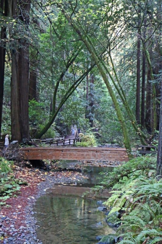 Bridge across stream in Muir Woods - Park Ranger John