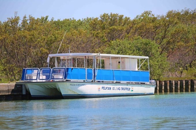 Pelican Skipper At Biscayne National Park - Park Ranger John