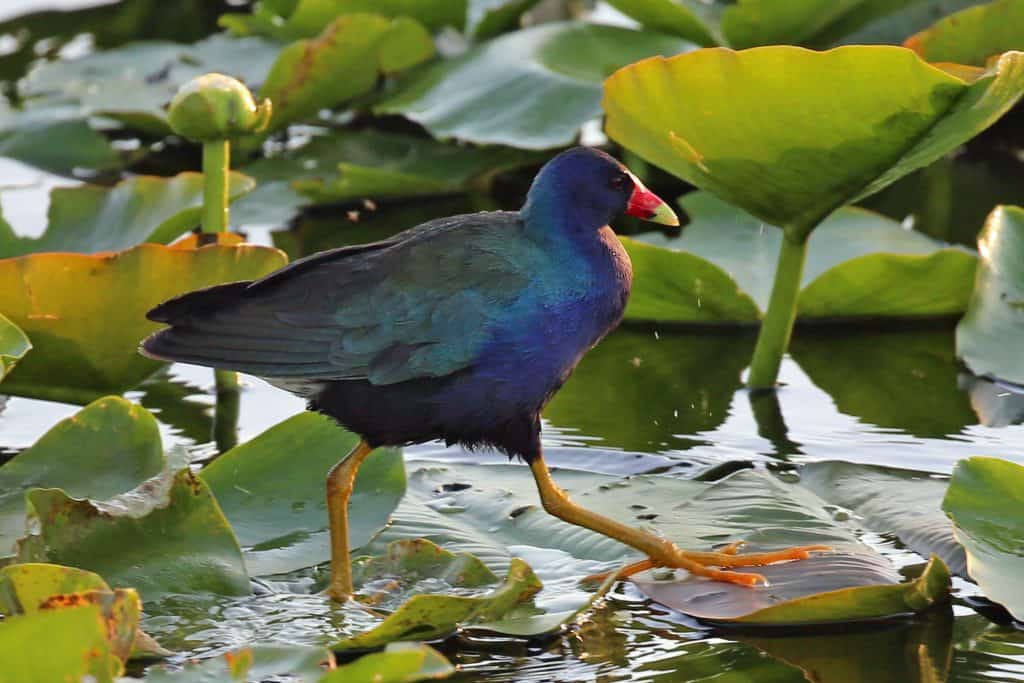 Things to do Everglades National Park in Florida - Park Ranger John