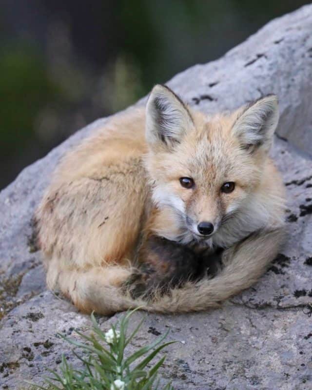 cascade-red-fox-at-mount-rainier-national-park-park-ranger-john