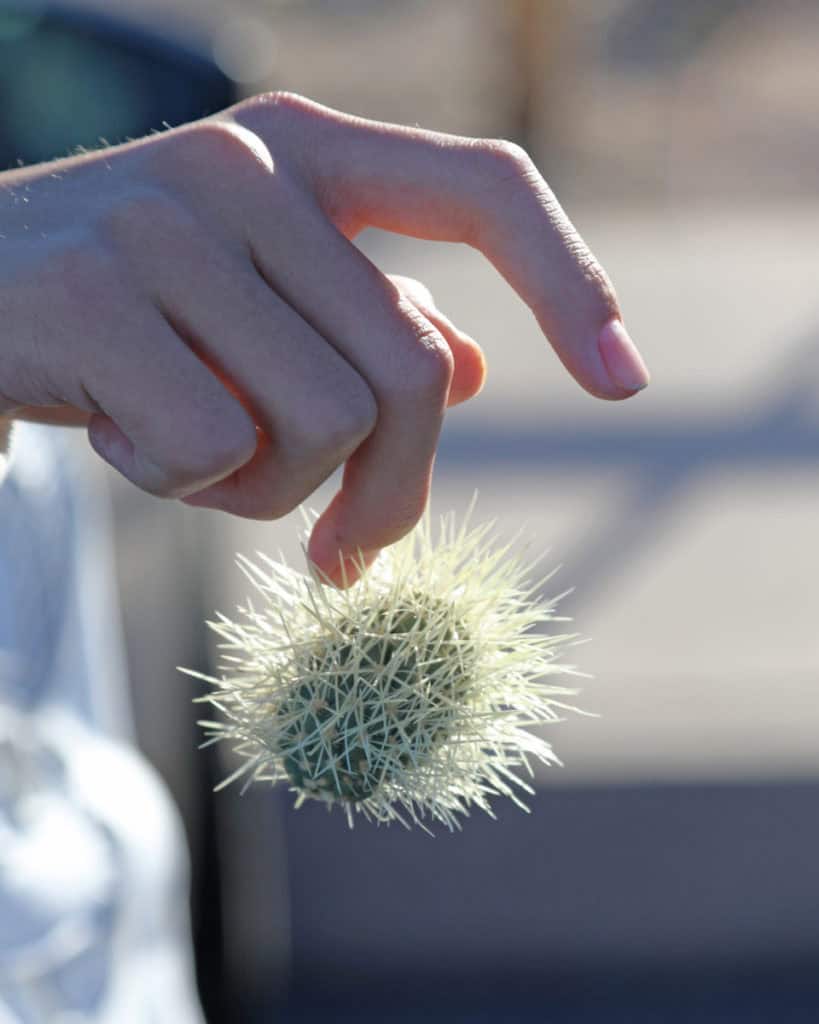 Cholla Cactus in hand of visitor at Joshua Tree National Park