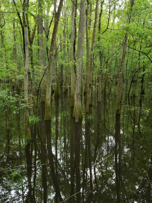 Congaree National Park Travel Tips | Park Ranger John