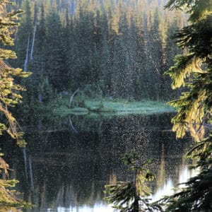 Mosquitoes at Reflection Lake at Mount Rainier National Park in Washington