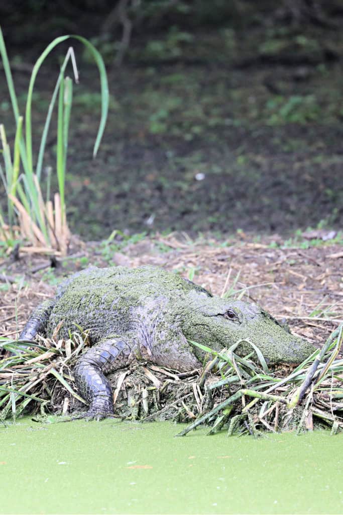 Alligator at Grosse Savanne Eco Tours Louisiana