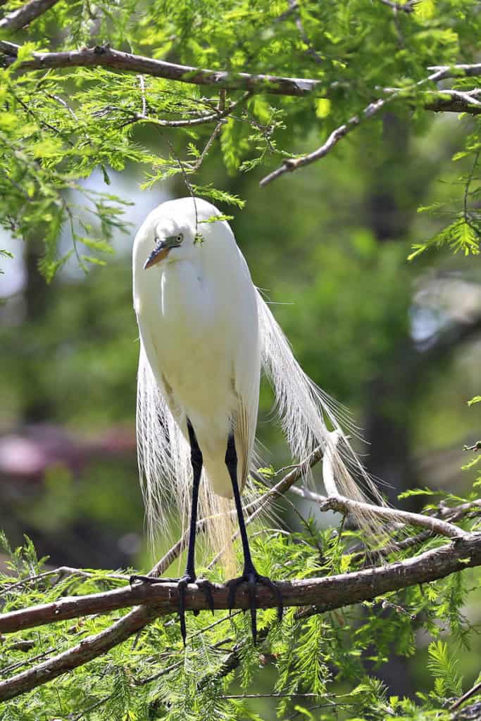 Beautiful Great Egret Breeding Adult with aigrettes at Grosse Savanne Eco Tours Louisiania