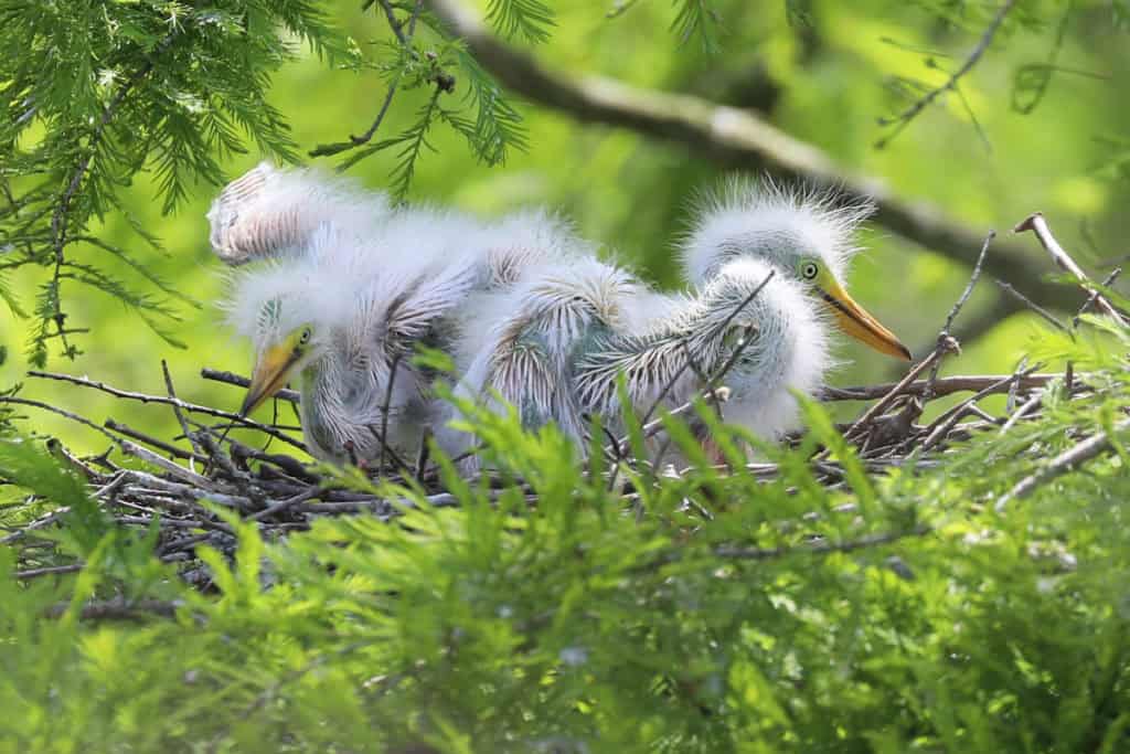 Cattle Egret Babbies at Grosse Savanne Eco Tours Louisiana