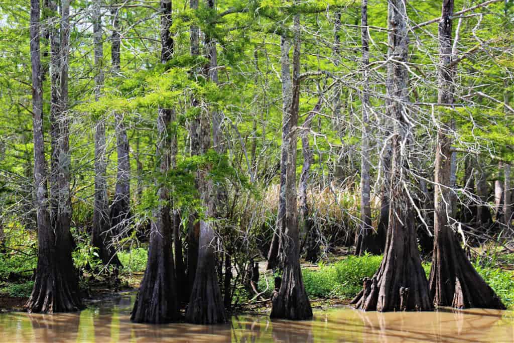 Cypress Trees at Grosse Savanne Eco Tours Lake Charles Louisiana