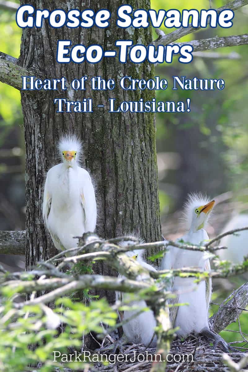 Photo of Egret babies with text "Grosse Savanne Eco-Tours in the Heart of the Creole Nature Trail Louisiana by ParkTangerJohn.com"