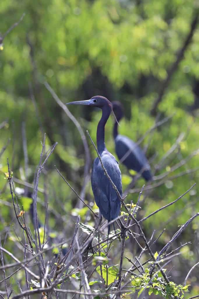 Little Blue heron at Grosse Savanne Eco Tours Louisiana