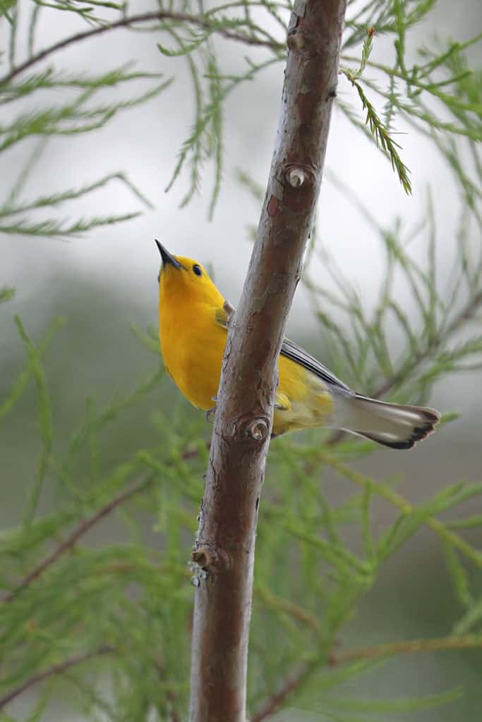 Prothonotary Warbler at Grosse Savanne Eco Tours Louisiana