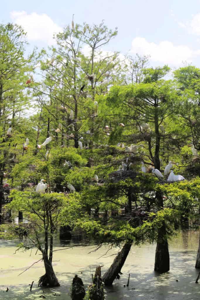 Rookery at Grosse Savanne Eco Tours Louisiana