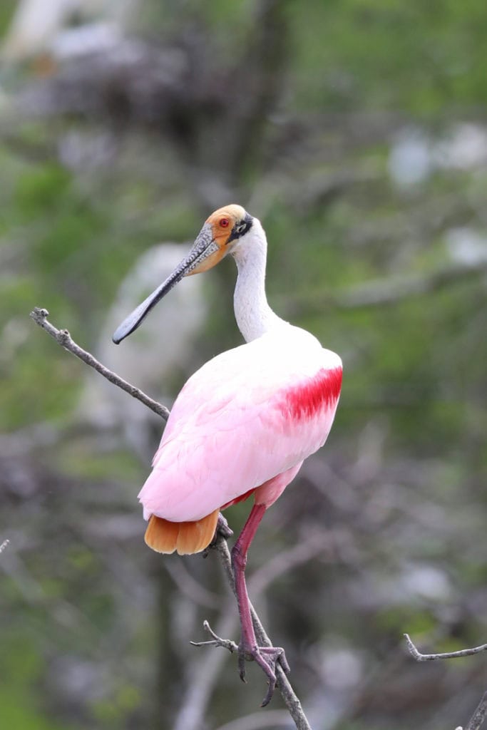 Roseate Spoonbill at Grosse Savanne Eco Tours Louisiana