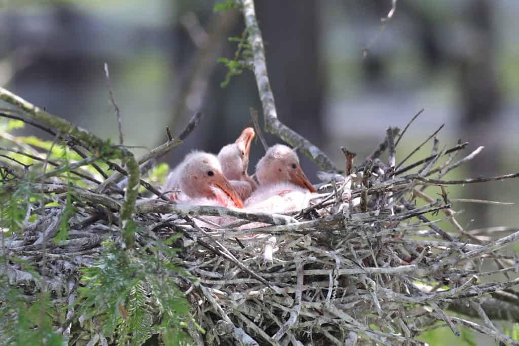 Roseate Spoonbill babies at Grosse Savanee Eco-Tours Louisiana