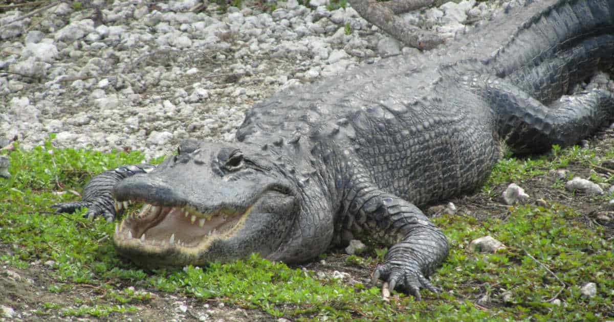 Things to do Everglades National Park - Florida | Park Ranger John