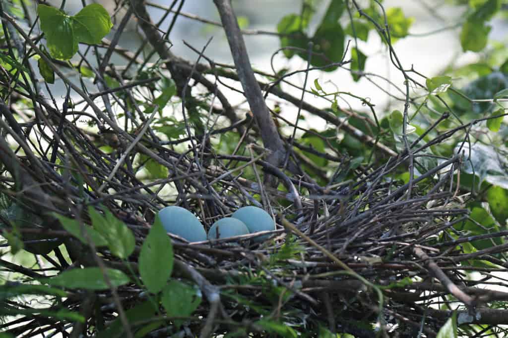 nest with unhatched eggs at Grosse Savanne Eco Tours Louisiana