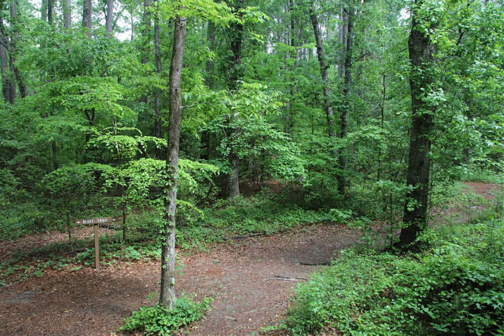 Bluff Trail at Congaree National Park