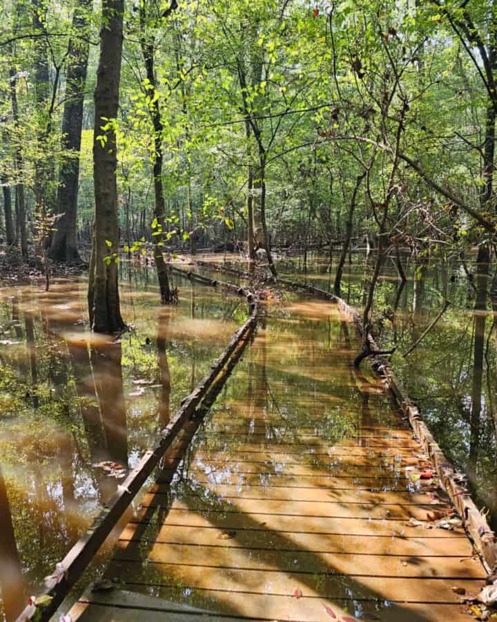 Boardwalk Trail Congaree National Park