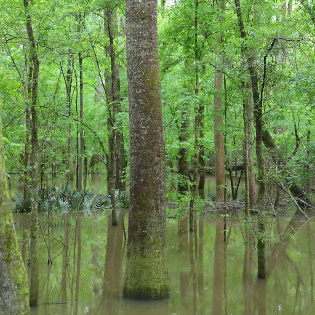 Congaree National Park