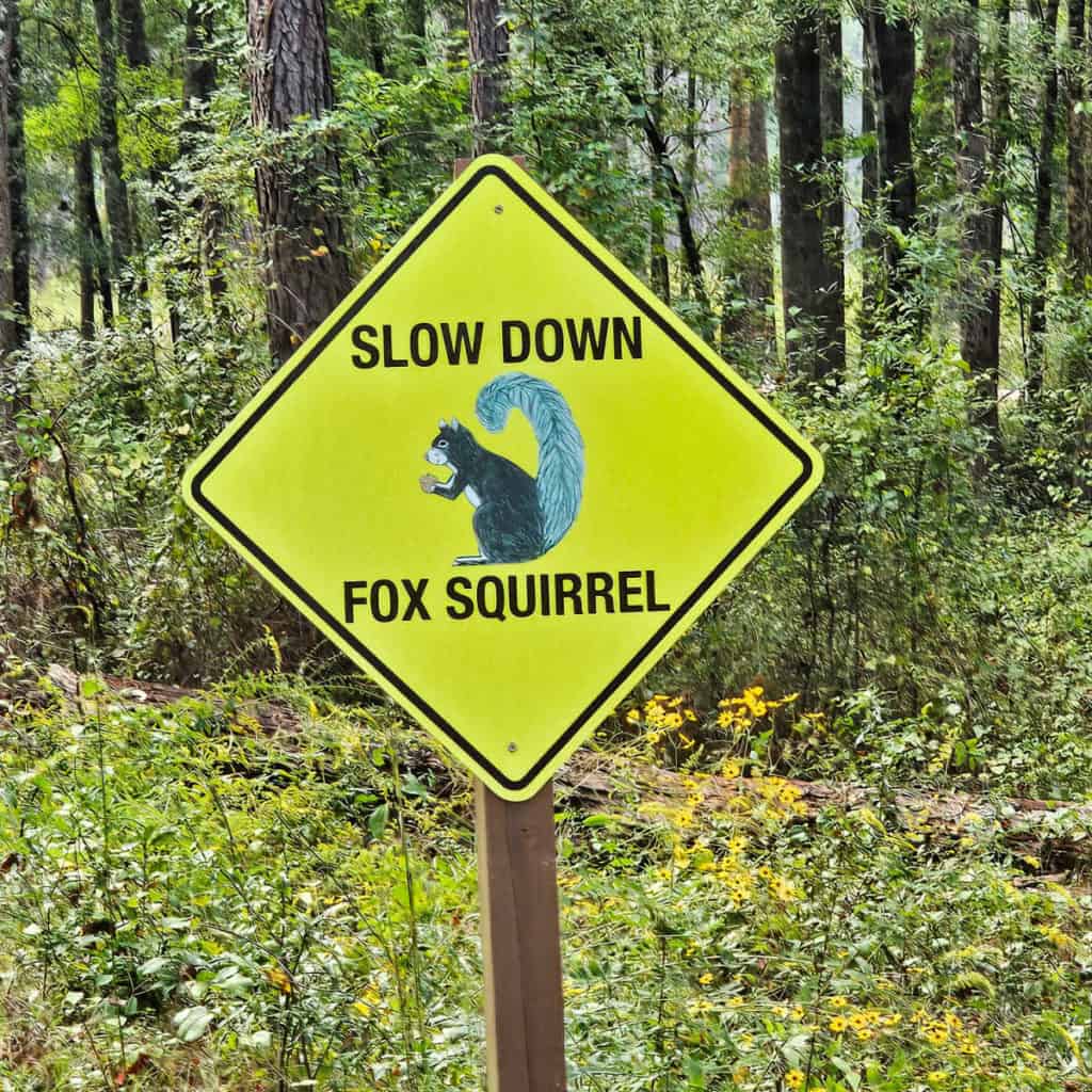 Fox Squirrel sign at Congaree National Park