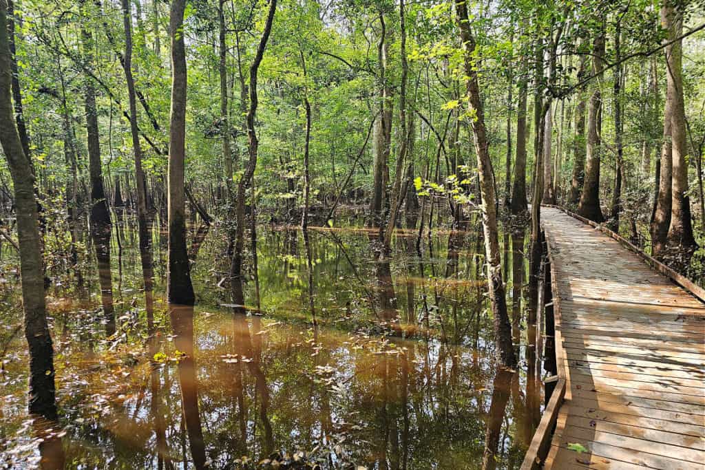 Hiking in Congaree National Park