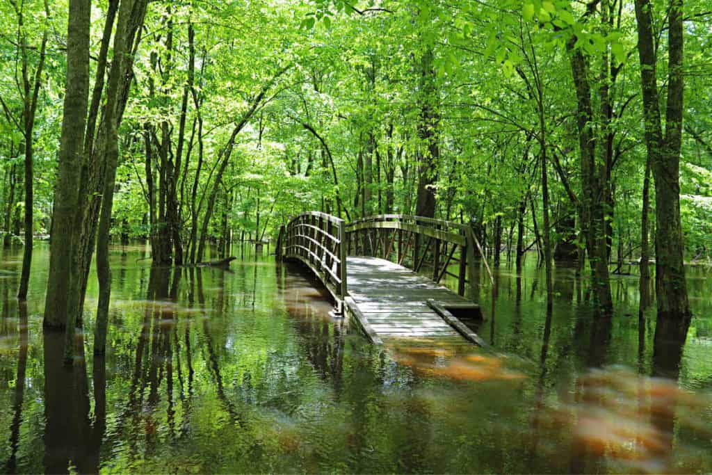 Kingsnake Trail during flooding at Congaree National Park