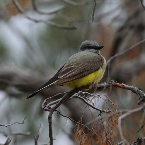 South Campground - Zion National Park | Park Ranger John