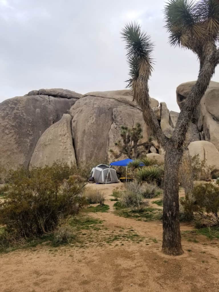 Camping at Belle Campground in Joshua Tree National Park