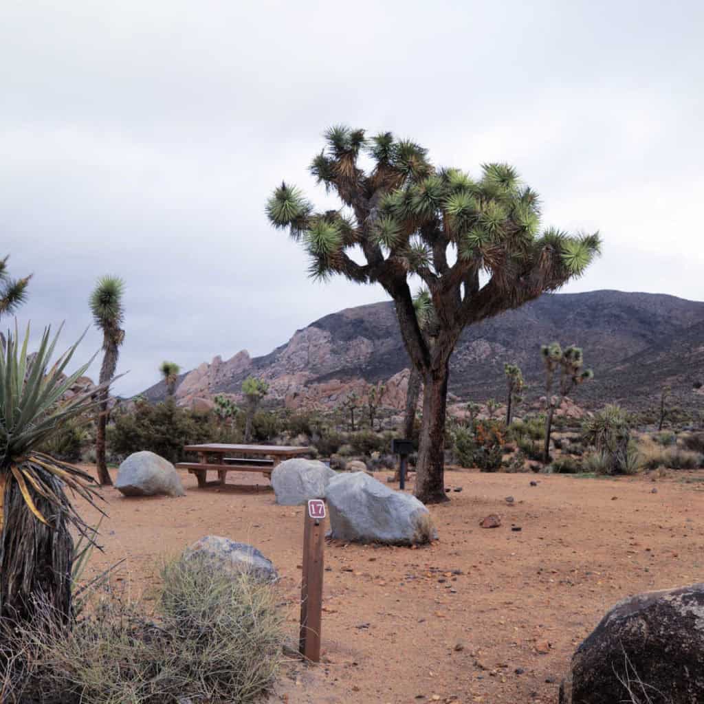 Campsite 17 Ryan Campground Joshua Tree National Park