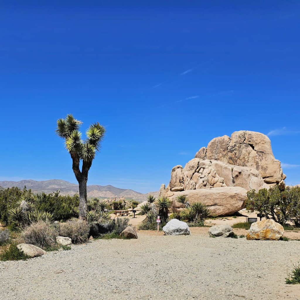 Campsite 26 Ryan Campground Joshua Tree National Park