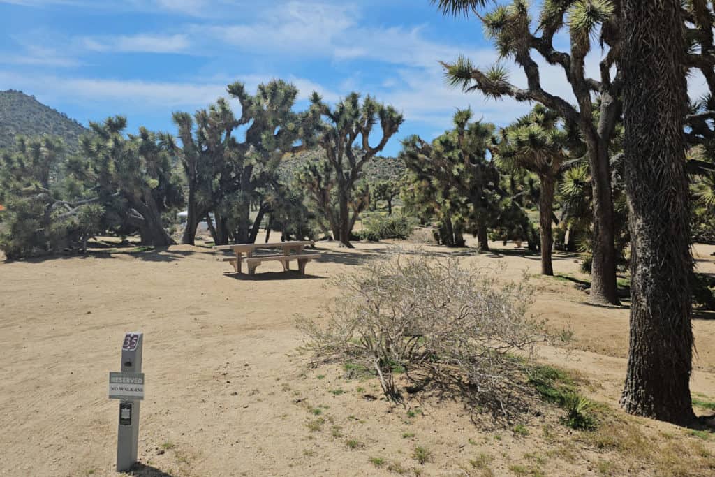 Campsite 35 Black Rock Campground Joshua Tree National Park