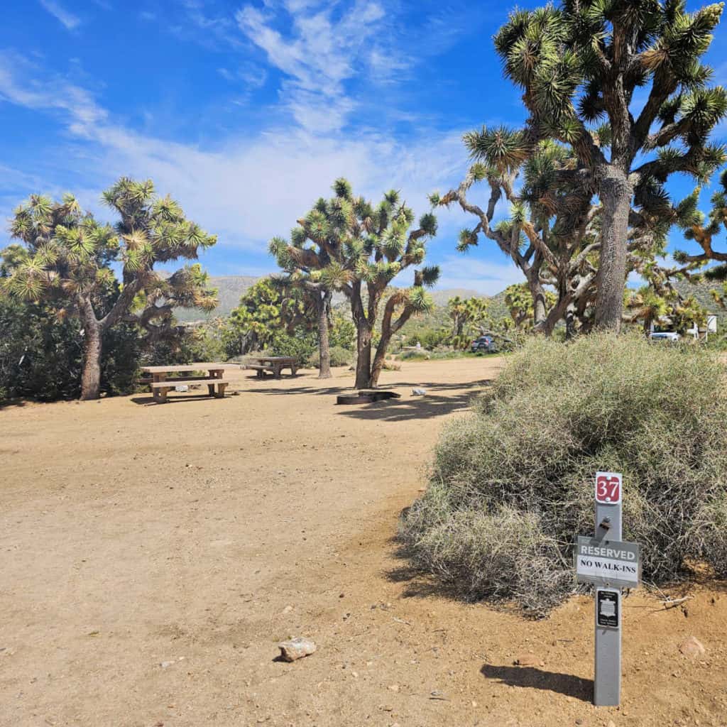 Campsite 37 Black Rock Campground Joshua Tree National Park