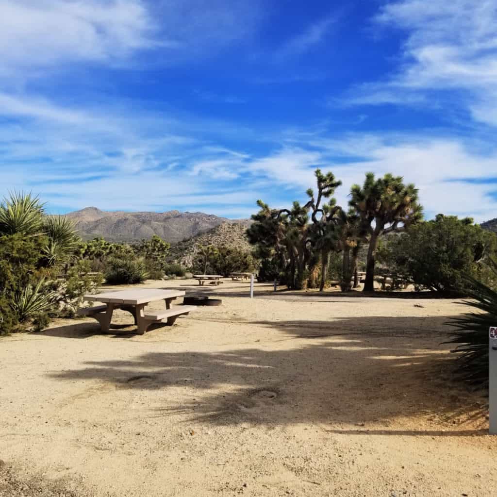 Campsite 43 Black Rock Campground Joshua Tree National Park