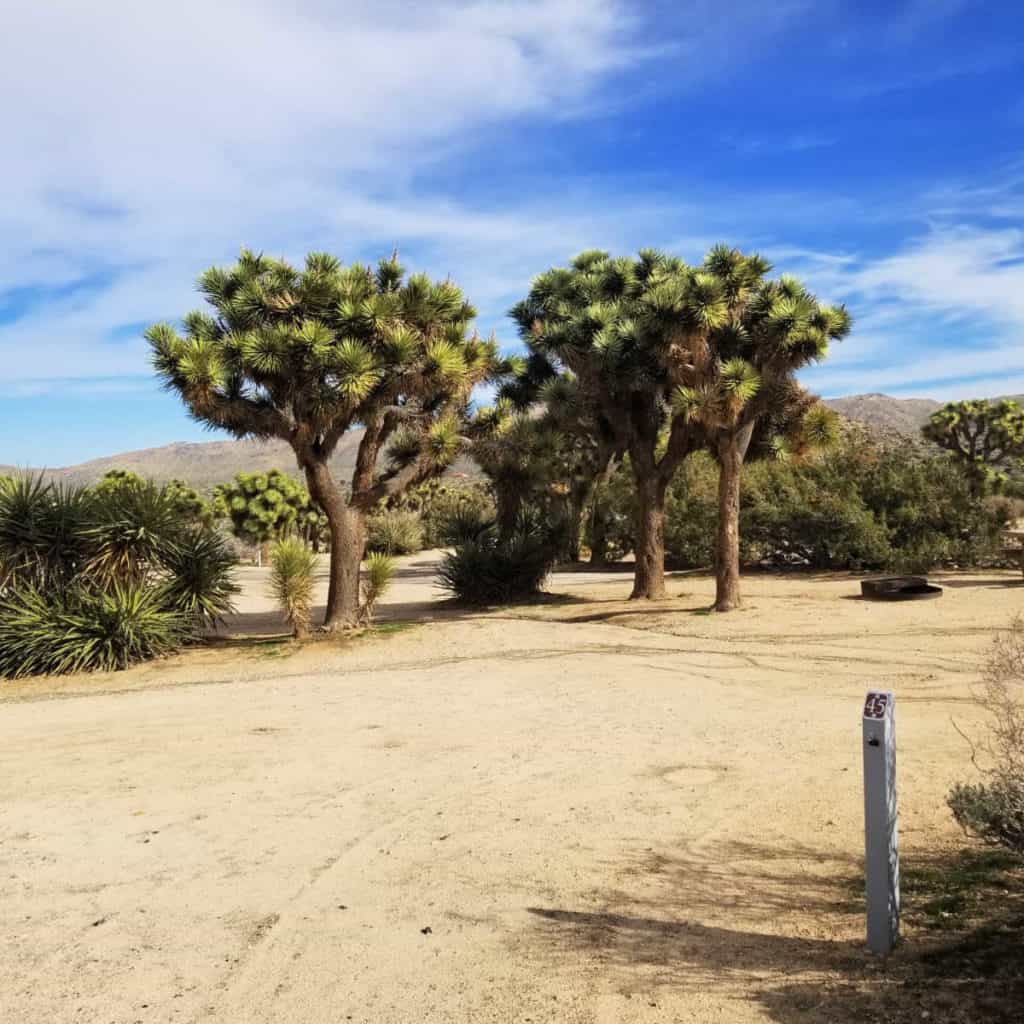 Campsite 45 Black Rock Campground Joshua Tree National Park