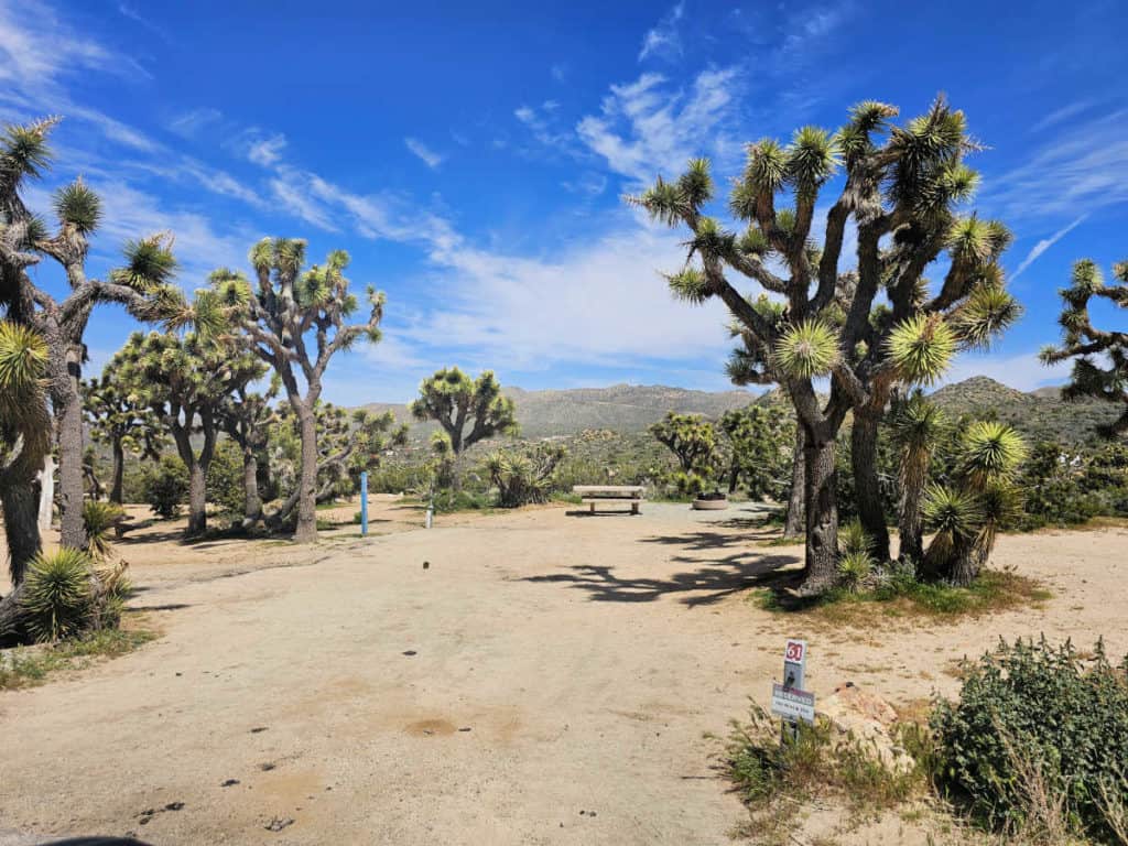 Campsite 61 Black Rock Campground Joshua Tree National Park