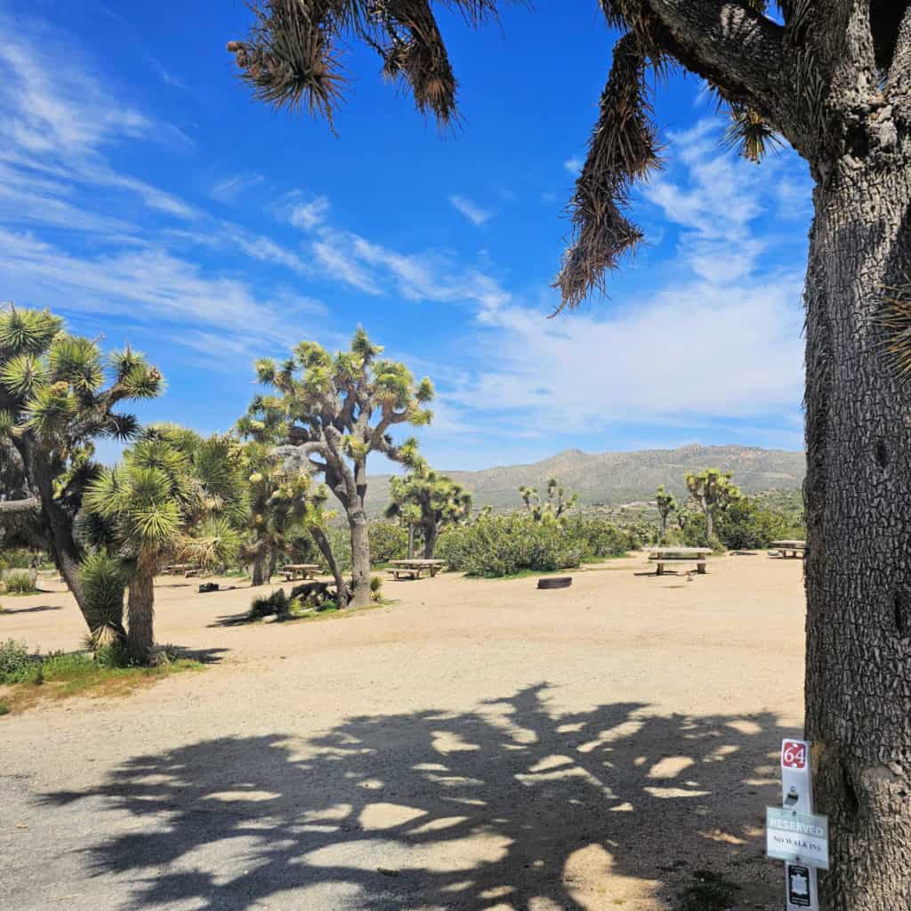 Campsite 64 Black Rock Campground Joshua Tree National Park