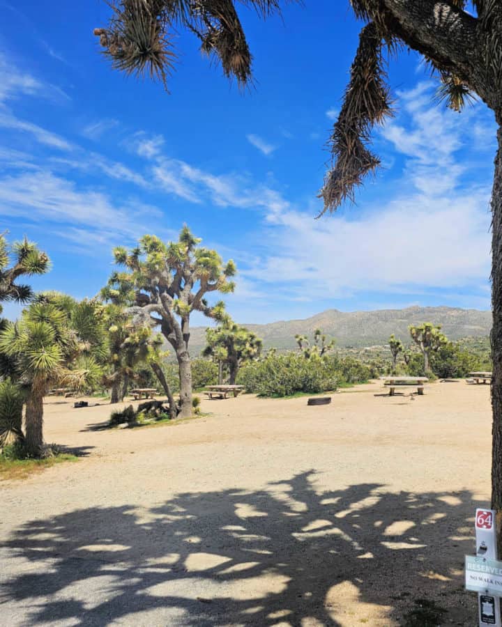 Campsite 64 Black Rock Campground Joshua Tree National Park