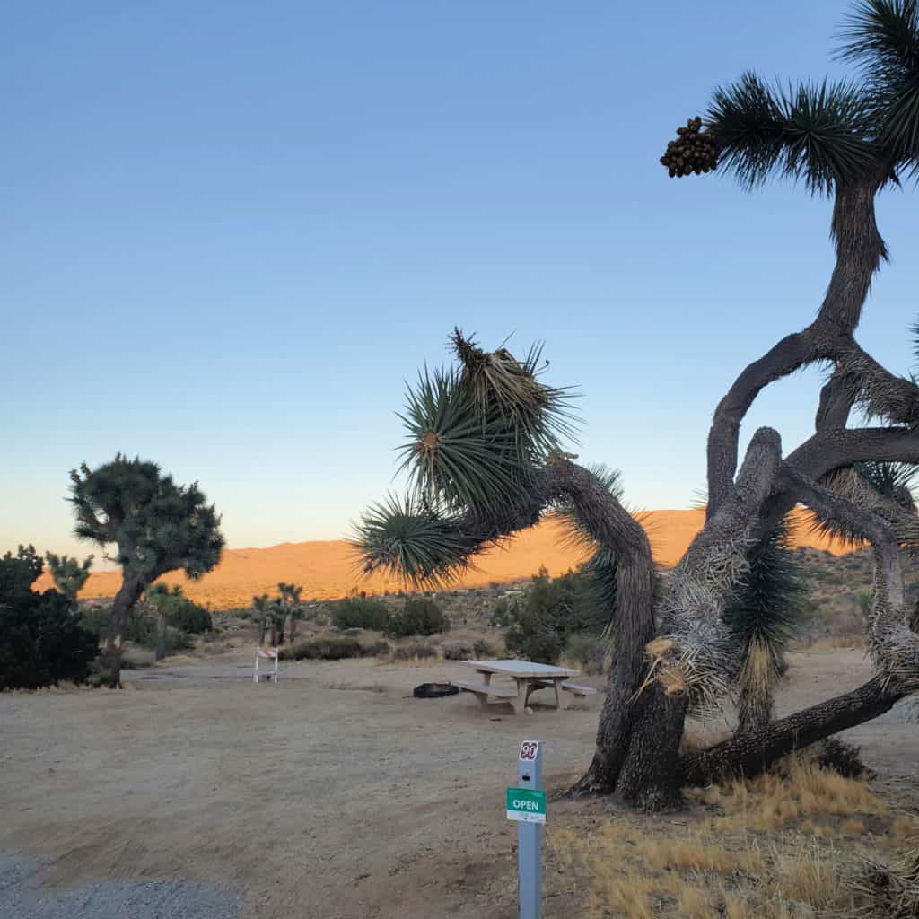 Campsite 90 Black Rock Campground Joshua Tree National Park