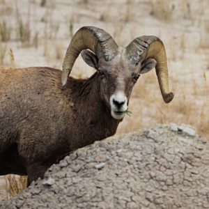 Wildlife viewing is a popular activity in Badlands NAtional Park and Bighorn Sheep like the one in the photograph is common in the Badlands