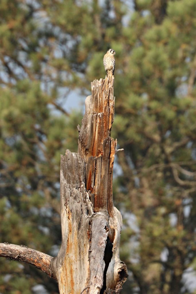 American Kestrel on Dead tree in Custer State Park