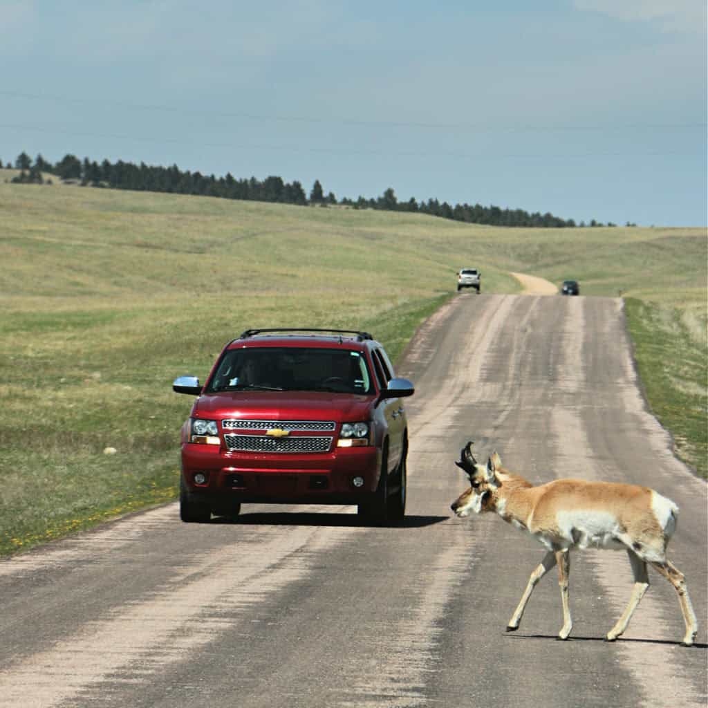 Antelope crossing the Wildlife Scenic Loop Drive in front of vehicles