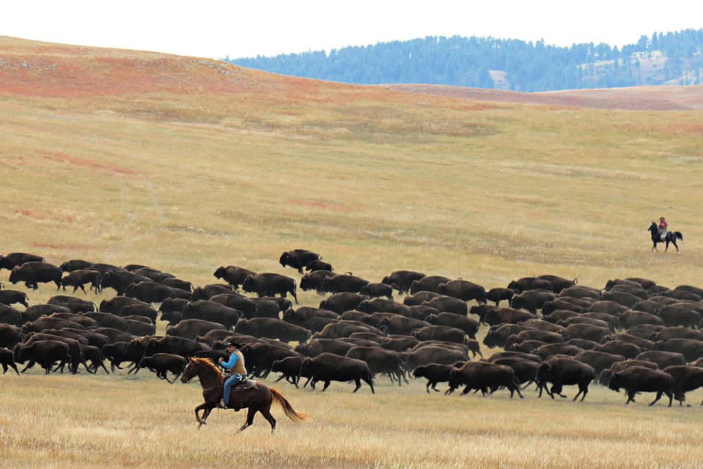 Buffalo Roundup Custer State Park