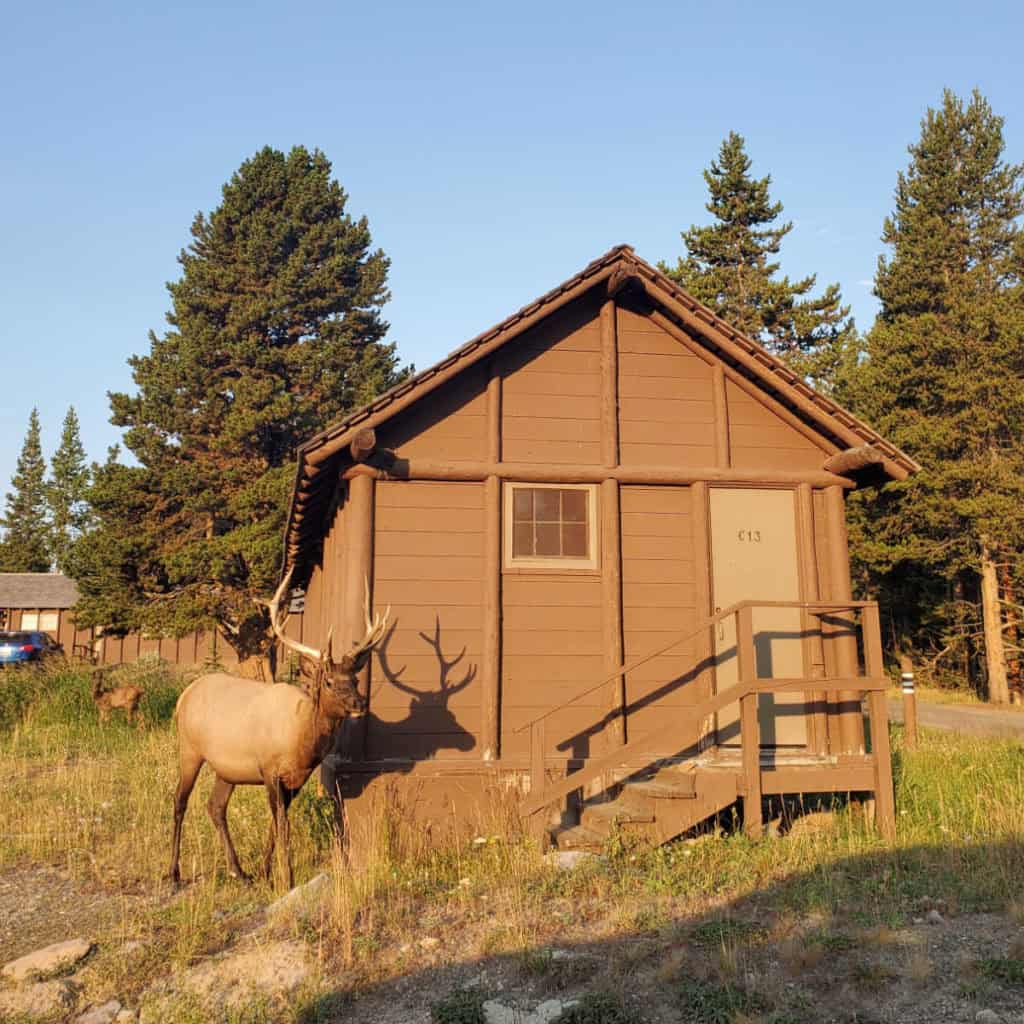 Lake Lodge caabins at Yellowstonwe National Park