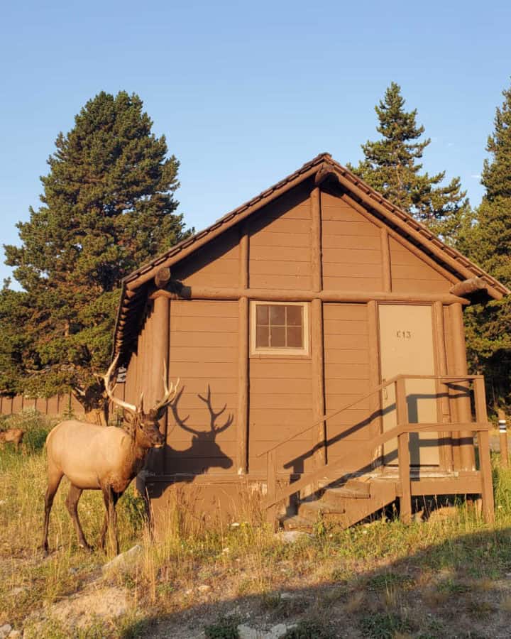 Lake Lodge caabins at Yellowstonwe National Park