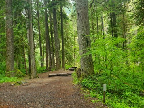 Ohanapecosh Campground - Mount Rainier National Park | Park Ranger John