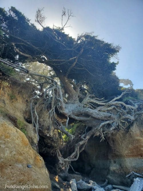 Tree of Life - Kalaloch Beach - Olympic National Park {Video} | Park ...