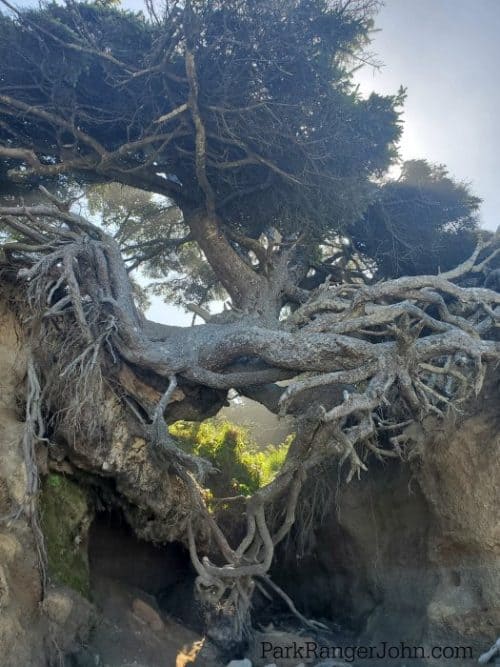 Tree of Life - Kalaloch Beach - Olympic National Park {Video} | Park ...