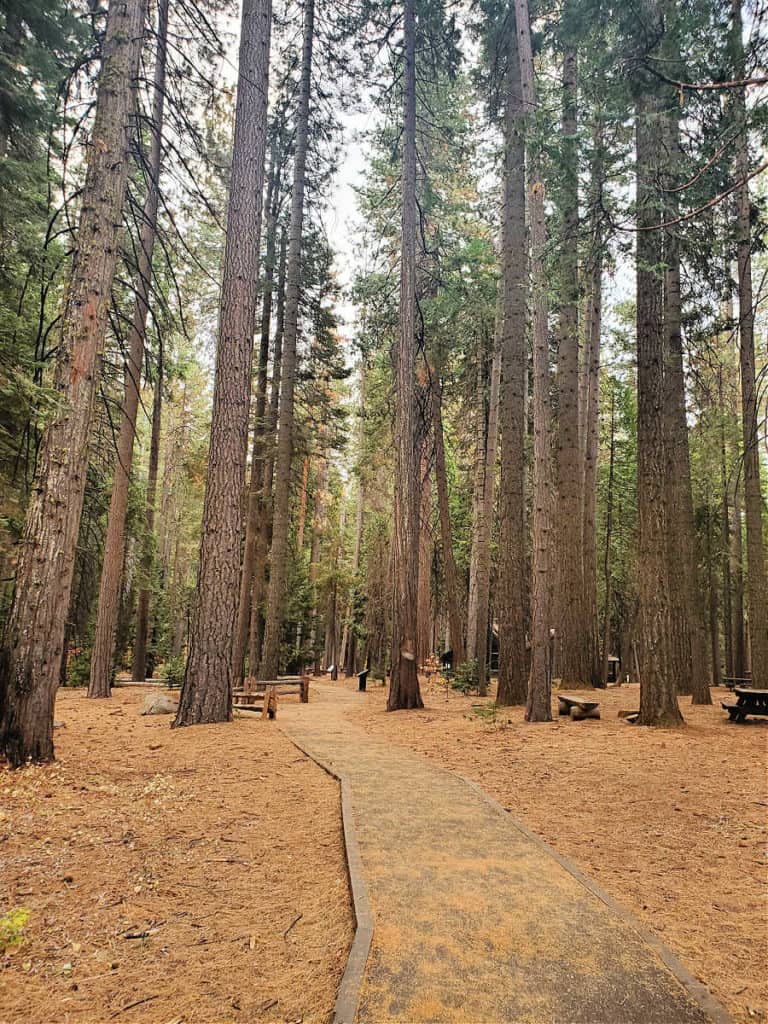 Calaveras Big Trees State Park - California | Park Ranger John