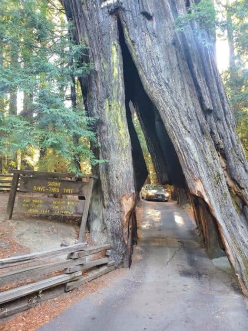 Avenue of the Giants - Humboldt Redwoods State Park | Park Ranger John