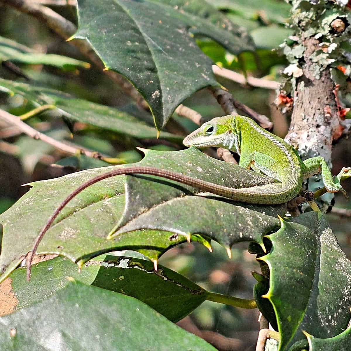 Newt at Congaree National Park