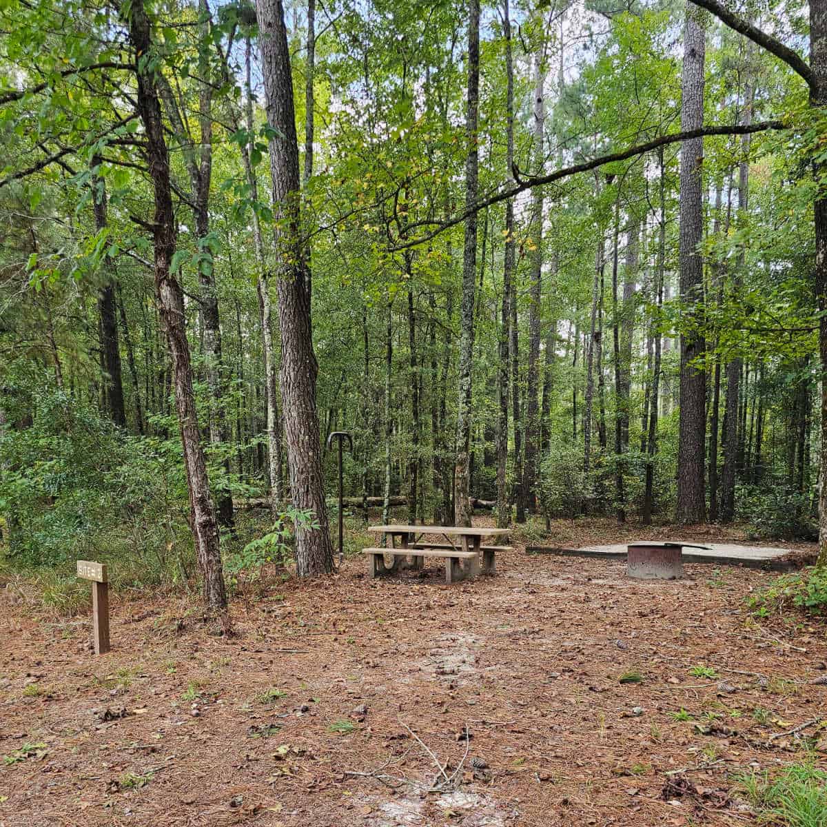 Site #2 Longleaf Campground Congaree National Park